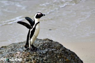 Boulders beach 2