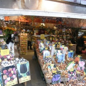 Bloemenmarkt - Flower Market