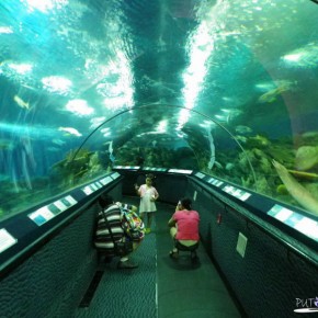 Shanghai Ocean Aquarium