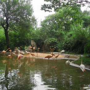 Shanghai Zoo