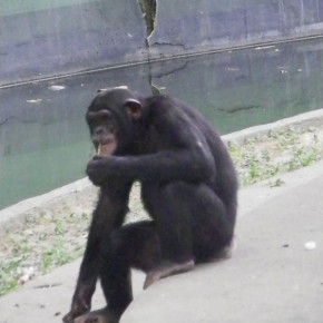 Shanghai Zoo