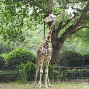 Shanghai Zoo