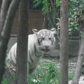 Shanghai Zoo