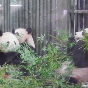 Shanghai Zoo