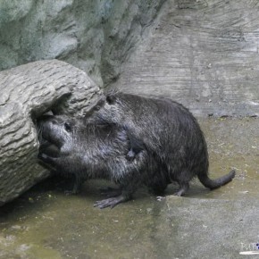 Shanghai Zoo - Public sex