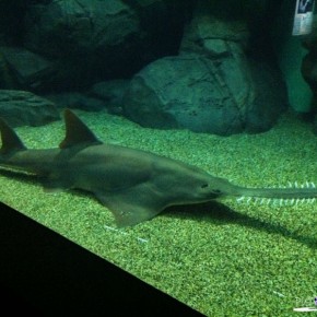 Shanghai Ocean Aquarium