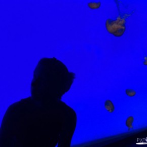 Shanghai Ocean Aquarium