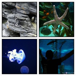 Oceanarium Lisboa