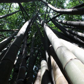 Royal Botanical Gardens - Peradeniya