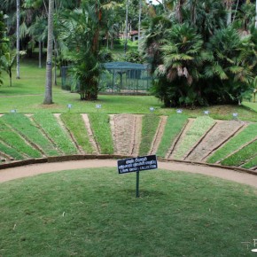 Royal Botanical Gardens - Peradeniya