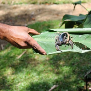 Royal Botanical Gardens - Peradeniya