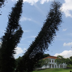 Royal Botanical Gardens - Peradeniya