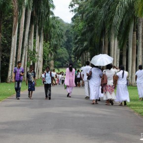 Royal Botanical Gardens - Peradeniya - Palm Avenue