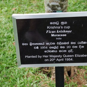 Royal Botanical Gardens - Peradeniya - Queen Elizabeth II