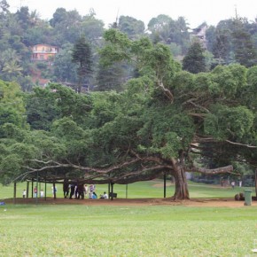 Royal Botanical Gardens - Peradeniya