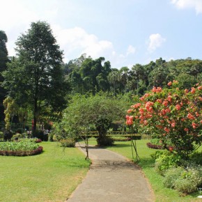 Royal Botanical Gardens - Peradeniya