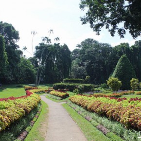 Royal Botanical Gardens - Peradeniya