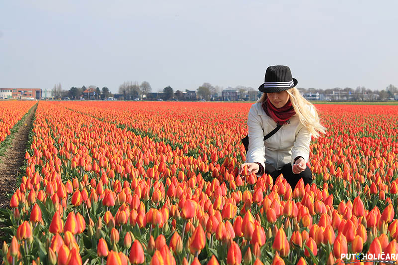 Keukenhof – vrtovi cvijeća (Nizozemska)