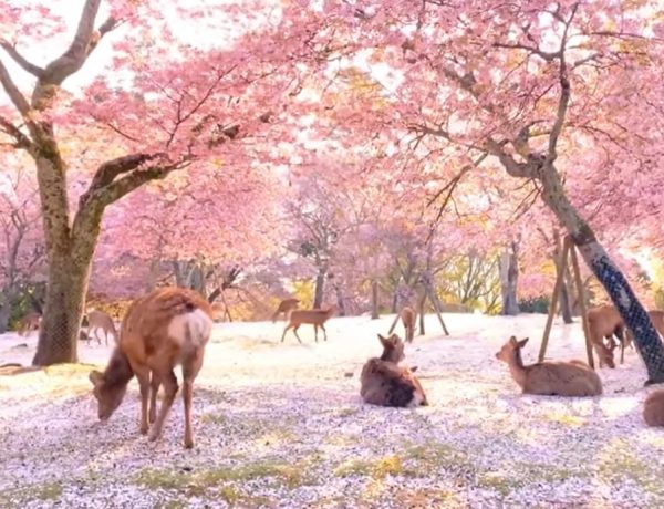 VIDEO: Sakura u Nara parku u Japanu