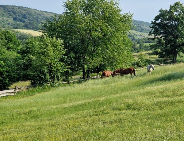 Bilogorske atrakcije – što posjetiti i gdje fino jesti?