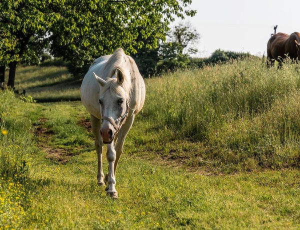 Jesenski bijeg na Maleni brijeg